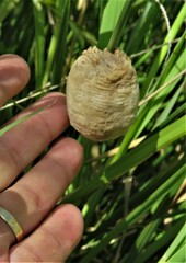 Tenodera superstitiosa