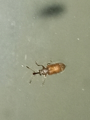 Cimberis elongata