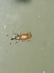 Cimberis elongata