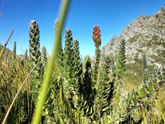 Mimetes pauciflorus