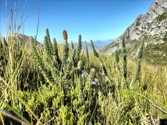 Mimetes pauciflorus