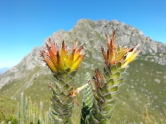 Mimetes pauciflorus