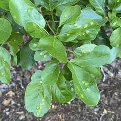 Pithecellobium keyense