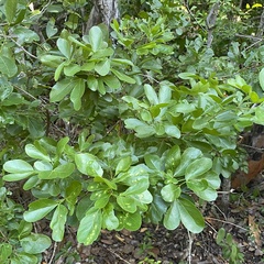 Pithecellobium keyense