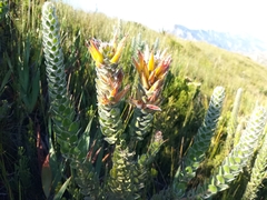Mimetes pauciflorus