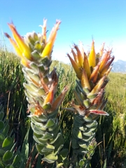 Mimetes pauciflorus