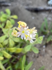 Silene crassifolia