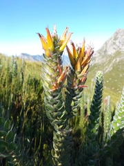 Mimetes pauciflorus