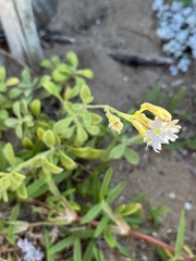 Silene crassifolia