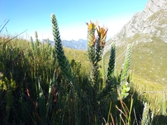 Mimetes pauciflorus