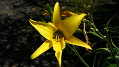 Hemerocallis lilioasphodelus