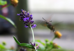 Macroglossum stellatarum