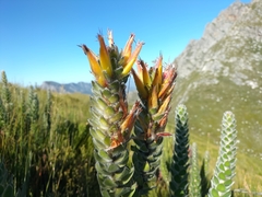 Mimetes pauciflorus