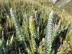 Mimetes pauciflorus