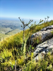 Osteospermum corymbosum