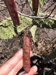 Lysiloma divaricatum