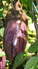 Solanum muricatum