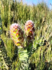 Mimetes pauciflorus