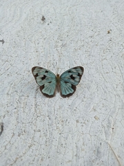 Dynamine postverta mexicana