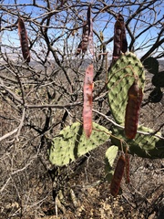 Lysiloma divaricatum