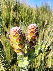 Mimetes pauciflorus