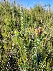 Mimetes pauciflorus