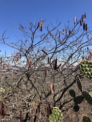 Lysiloma divaricatum