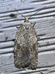 Acleris placidana