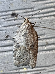 Acleris placidana