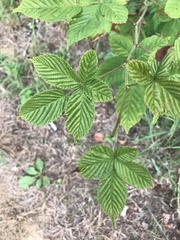 Rubus allegheniensis