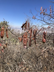 Lysiloma divaricatum