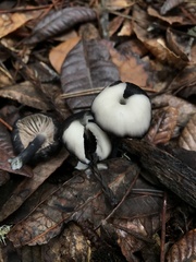 Entoloma serrulatum