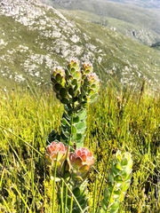 Mimetes pauciflorus