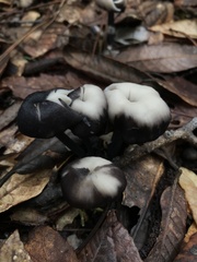 Entoloma serrulatum