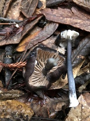 Entoloma serrulatum