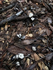 Entoloma serrulatum