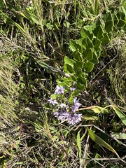 Solanum africanum