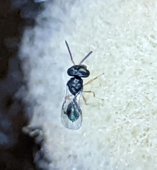 Acroclisoides sinicus