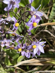 Solanum africanum