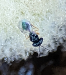 Acroclisoides sinicus