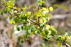 Phyllanthus dallachyanus