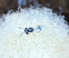 Acroclisoides sinicus