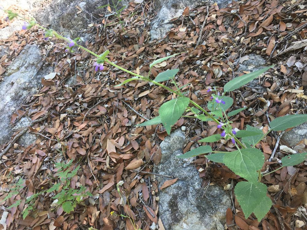 Salvia amissa