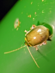 Hemipyxis semiviridis