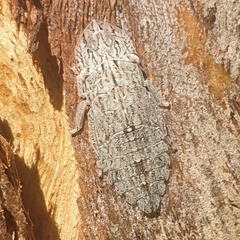 Ledromorpha