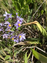 Solanum africanum
