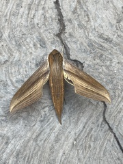 Xylophanes tersa