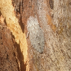 Ledromorpha