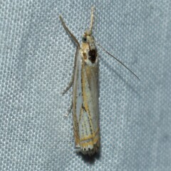 Crambus saltuellus