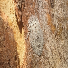 Ledromorpha
